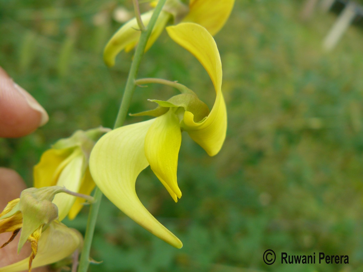 Crotalaria laburnifolia L.